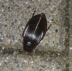 Dytiscus dimidiatus