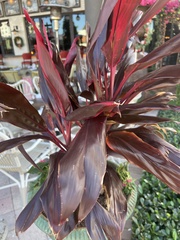 Cordyline