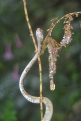Aplopeltura boa