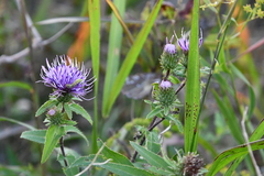 Cirsium vlassovianum