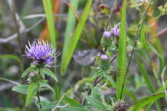 Cirsium vlassovianum