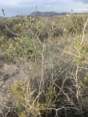 Leucosyris carnosa