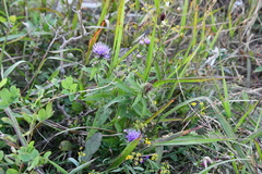 Cirsium vlassovianum