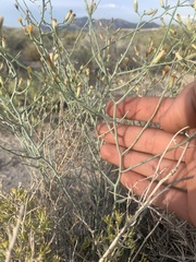 Leucosyris carnosa