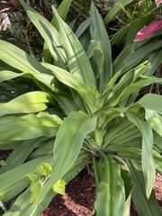 Agave decipiens