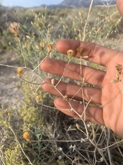 Leucosyris carnosa