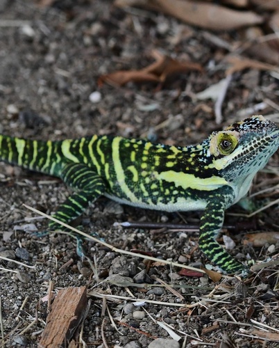 Green-blotched Giant Anole, Anolis smallwoodi