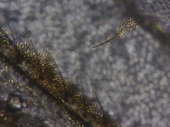 Entomophthorales