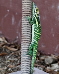 Anolis smallwoodi