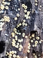 Lachnellula