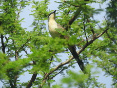 Coccyzus melacoryphus