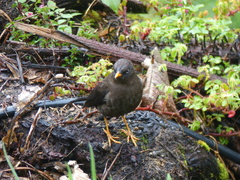 Turdus nigrescens
