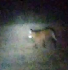 Chrysocyon brachyurus