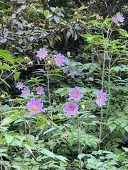 Dahlia imperialis