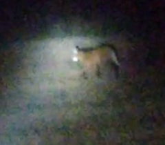 Chrysocyon brachyurus