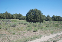 Juniperus