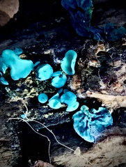 Chlorociboria aeruginascens