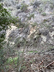 Cotoneaster pannosus