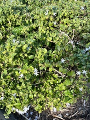 Jasminum