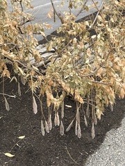 Wisteria