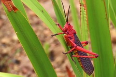 Phymateus morbillosus