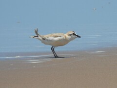 Charadrius marginatus