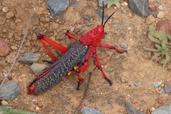 Phymateus morbillosus