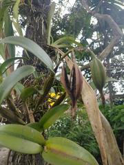 Guarianthe