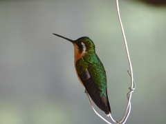 Lampornis
