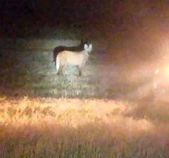 Chrysocyon brachyurus