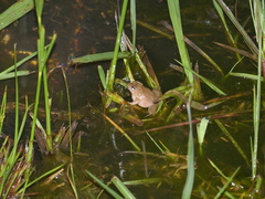 Phrynobatrachus natalensis