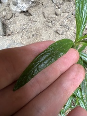 Diplacus