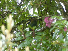 Aulacorhynchus prasinus