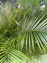 Dypsis