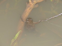 Xenopus laevis