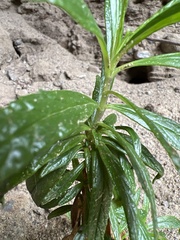 Diplacus