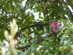 Aulacorhynchus prasinus