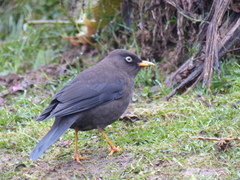 Turdus nigrescens