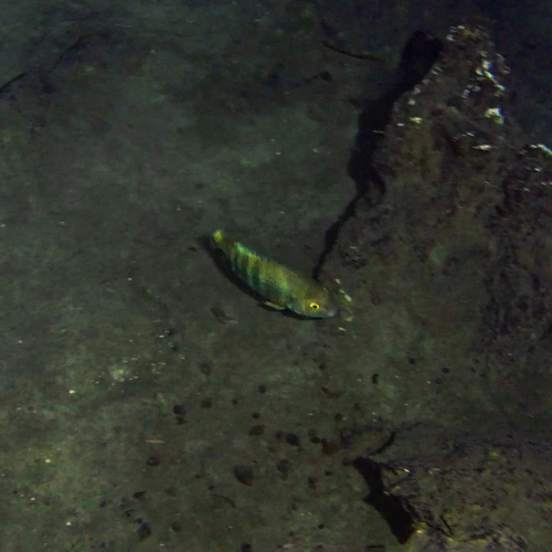 Mojarra del sureste