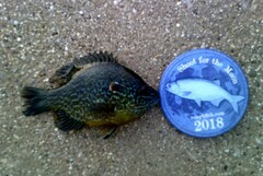 Lepomis gibbosus × cyanellus