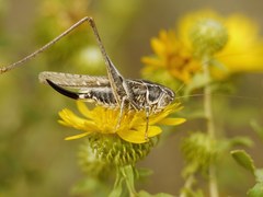 Montana stricta