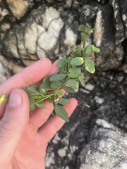 Oxalis frutescens