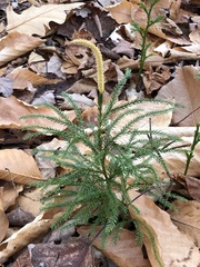 Dendrolycopodium