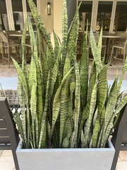 Sansevieria