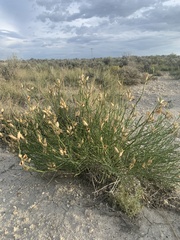 Astragalus toanus