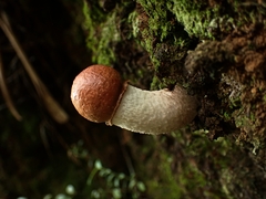 Leccinum monticola