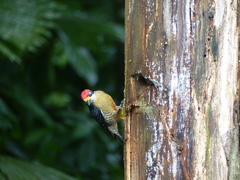 Melanerpes pucherani