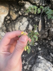 Oxalis frutescens
