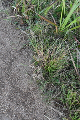 Muhlenbergia japonica