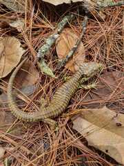 Abronia oaxacae